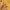 Dourado